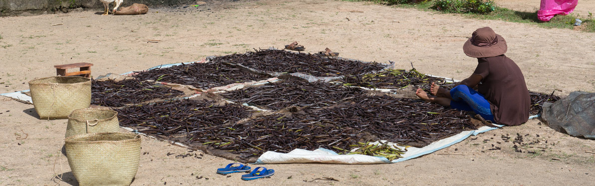 Vanille de Madagascar Voyage Découverte à Madagascar - Sur la Route des Epices