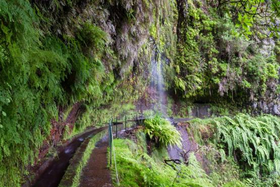 Trail at Levada Do Rei Voyage Découverte à Madère - Madère, île nature entre mer et volcan