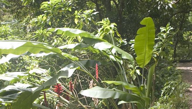 Traversée du nord de la Martinique, Sur la Route de la Trace