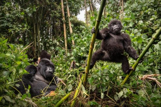 Mountain Gorillas Voyage Découverte en Ouganda - L'Ouganda, la Perle de l'Afrique