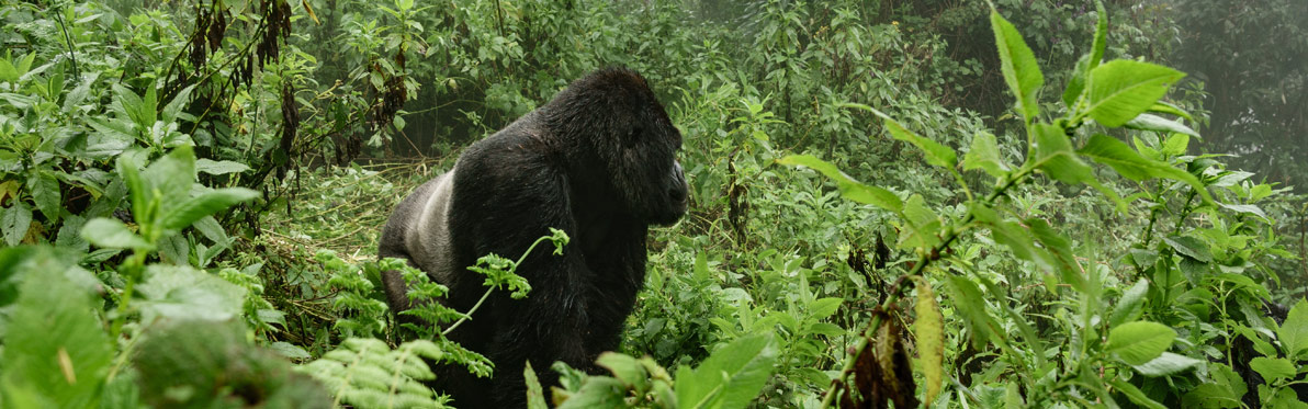 Voyage Découverte au Rwanda - Dian Fossey, La Passion des Gorilles