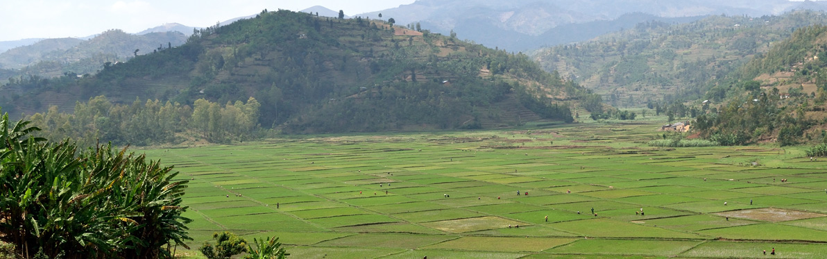 Rwanda Voyage Découverte au Rwanda - Rwanda, là où traine encore le Cri des Singes