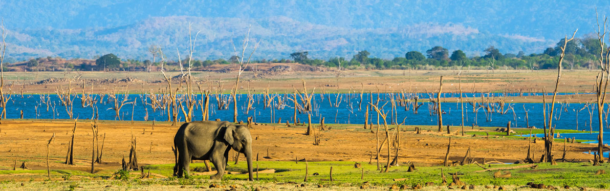 Voyage Découverte au Sri Lanka - Le Sri Lanka Côté Nature - Eléphants et Orchidées