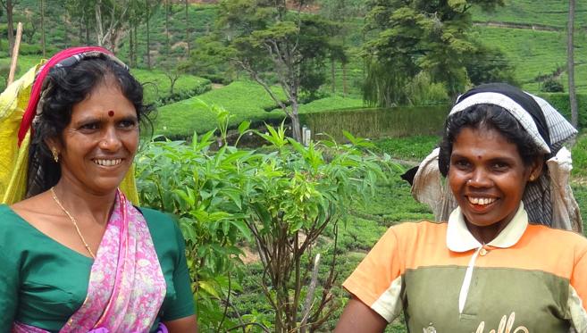 Sri Lanka, le Pays du Thé