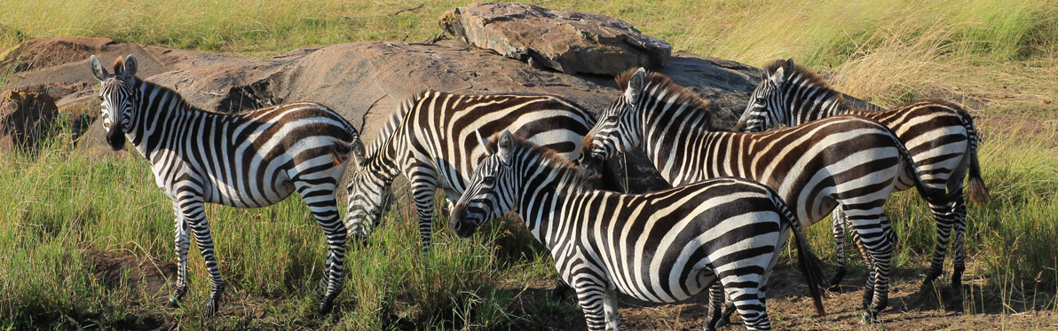 Voyage Découverte en Tanzanie - Ngorongoro et Serengeti