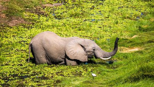 Échappée Sauvage dans les Grands Parcs Nationaux Zambiens