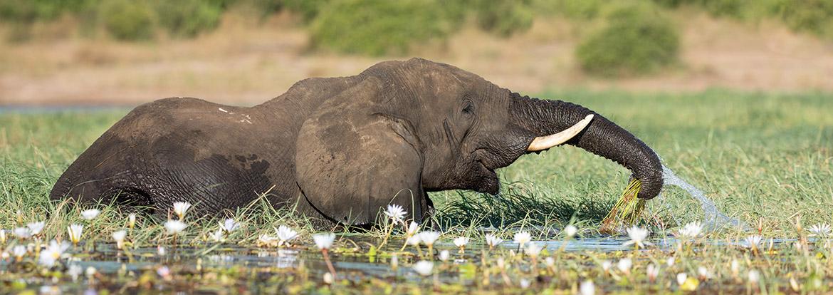 Elephant in the Chobe River Guide de Voyage - Botswana
