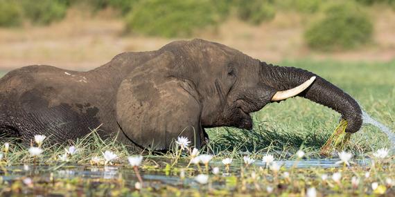 Guide de Voyage - Botswana