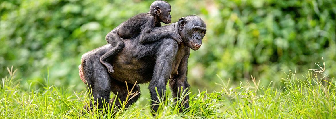 Bonobo Guide de Voyage - Congo (RDC)