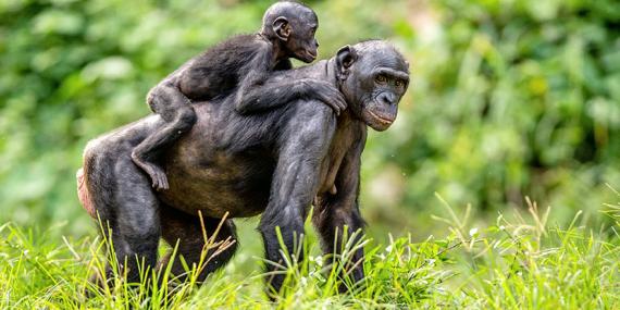 Guide de Voyage - Congo (RDC)