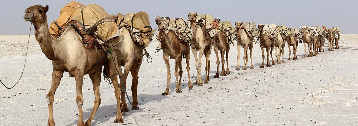 Caravane de Sel Guide de Voyage - Djibouti