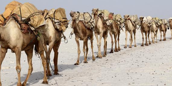 Guide de Voyage - Djibouti