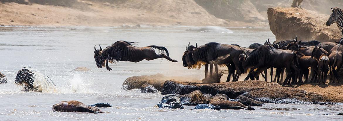 Grande Migration Guide de Voyage - Kenya
