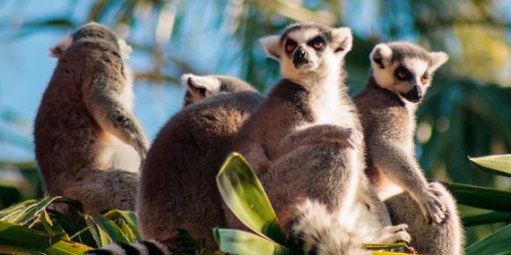 Guide de Voyage - Madagascar