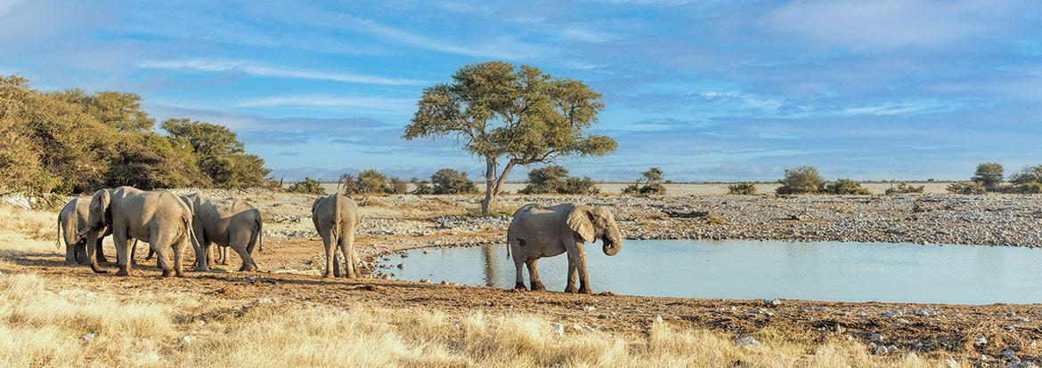 Etosha NP Guide de Voyage - Namibie