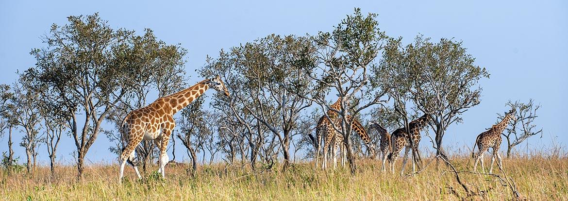 Queen Elizabeth National Park Guide de Voyage - Ouganda