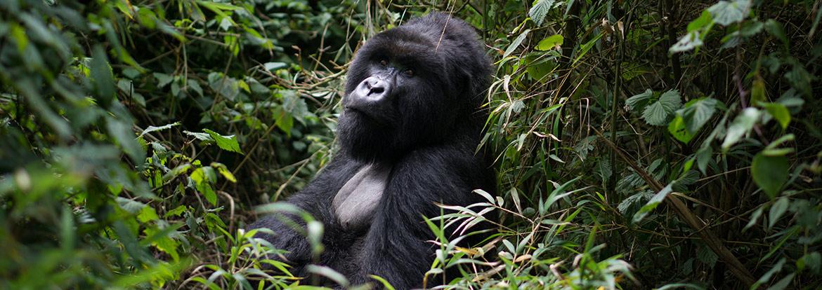 Gorilla Guide de Voyage - Rwanda