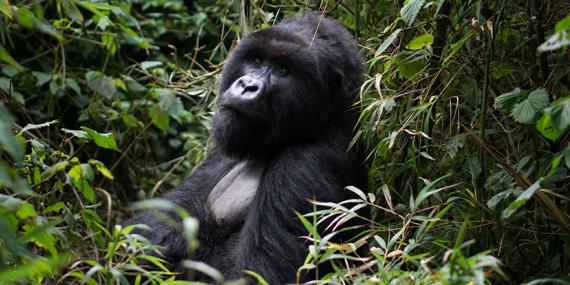 Guide de Voyage - Rwanda