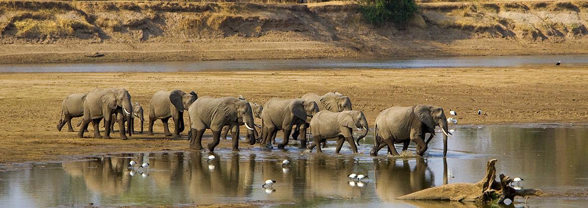 Luangwa river Guide de Voyage - Zambie
