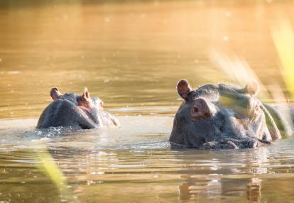 Kruger National Park Voyage en Afrique du Sud - Le Trekker