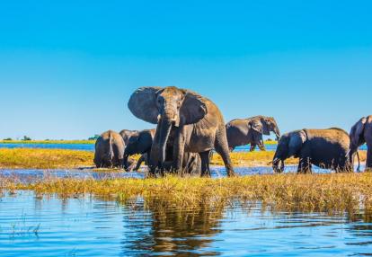 Okavango Voyage au Botswana - Au royaume des Eléphants