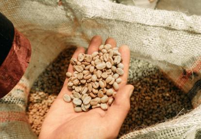 Grain de café Voyage en Colombie - Culture du Café à la Saveur Caribéenne