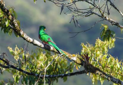 Las Tablas Protected Zone - Quetzal Voyage au Costa Rica - Découverte Nature au Pays du Quetzal