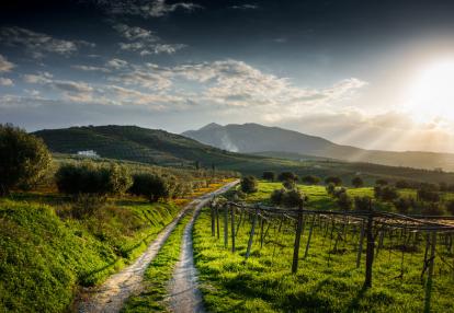 Vignes Crètoises Voyage en Crète - La Route des Vins Crétois