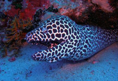 Plongée en Mer Rouge - Murene Séjour Plongée à Djibouti