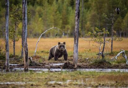 Brown Bear Voyage en Finlande - Aventures en Terre Lapone