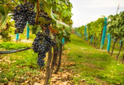 Kakheti region Voyage Thématique en Géorgie - La Route des Vins