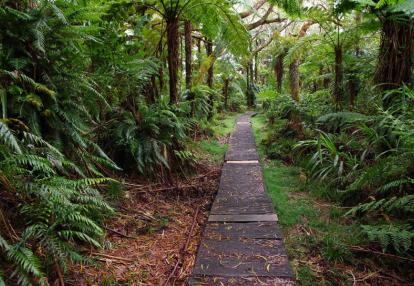 Forêt de Bélouve Voyage Ile de La Réunion - Les Mini'Treks à la Carte