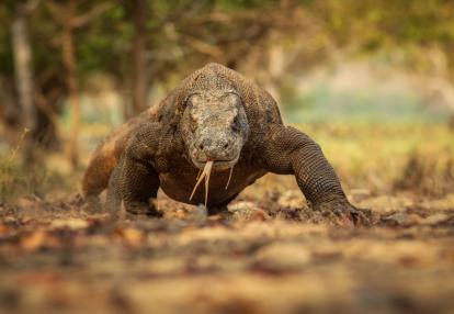 Flores - Parc National Komodo Voyage en Indonésie - A la rencontre des dragons de Komodo