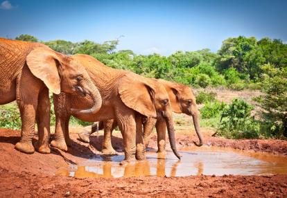 Par National Tsavo Safari au Kenya : Escapade Kenyanne - 3J/2N