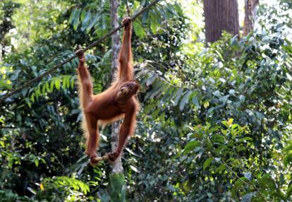Semenggoh Voyage en Malaisie : Aventure à Bornéo