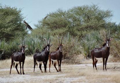 Hippotragues noirs, Mahango Circuit en Namibie - Caprivi, De Windhoek aux Chutes Victoria
