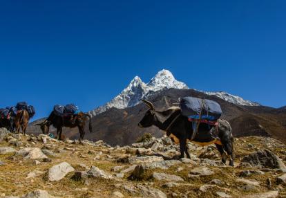 Langtang Valley Voyage au Népal - Trek au Langtang
