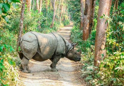 Chitwan NP Voyage au Népal - En famille au Népal
