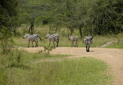 Lake Mburo National Parc Voyage en Ouganda - Aventures en Ouganda