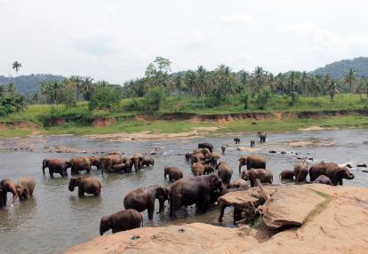 Pinawela - Orphelinat des Elephants Voyage au Sri Lanka : Le Sri Lanka en Famille