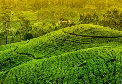 Tea Plantation Voyage au Sri Lanka - Chic et charme Sri Lankais