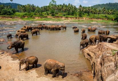 Pinnawela Voyage au Sri-Lanka - Le Sri Lanka dans tous ses Etats
