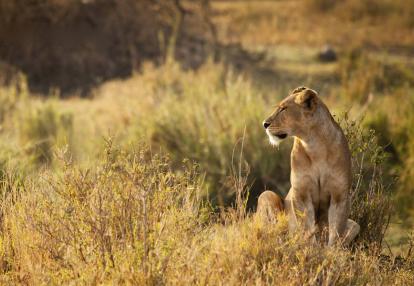 Parc National Mikumi Voyage en Tanzanie - Le « Petit Serengeti » et l’Ile aux Epices