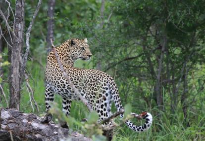 Selous Game Reserve Voyage en Tanzanie - Terre et Mer : Géants de Tanzanie