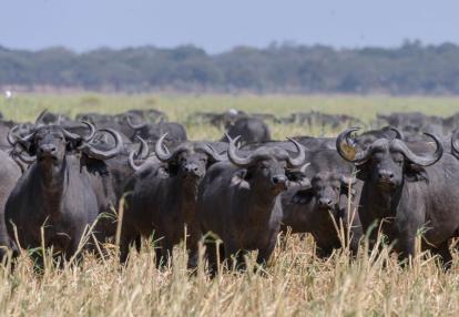 Parc National Katavi Safari en Tanzanie : Une Afrique Hors du Temps - 11J/10N