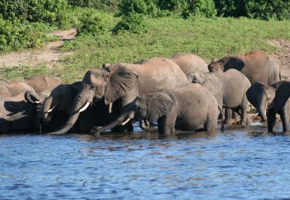 Elephants Safari en Zambie - Zambezi de Charme