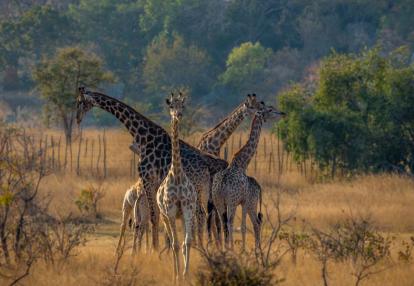 Matopos Safari au Zimbabwe - Le Zimbabwe en Famille