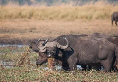 Lac Kariba Safari au Zimbabwe : Safaris Aficionados