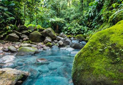 Guadeloupe - Nature Voyage en Guadeloupe - L'Or vert de Guadeloupe