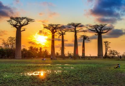 Voyage à Madagascar - A l’ombre des Baobabs
